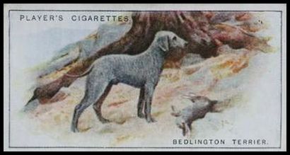 40 Bedlington Terrier